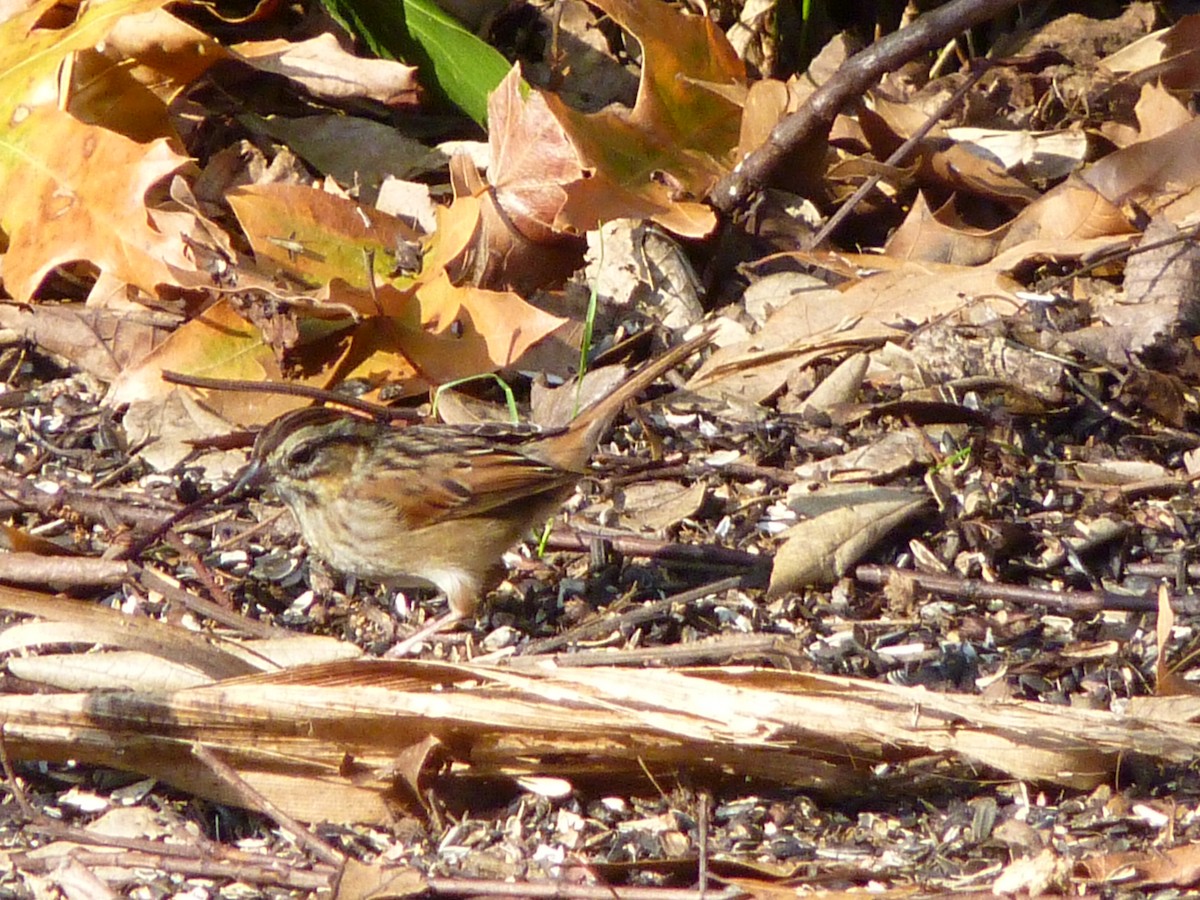 ヌマウタスズメ - ML650634092