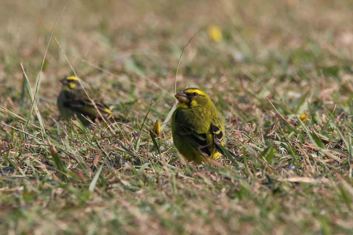 Brimstone Canary - ML65063411