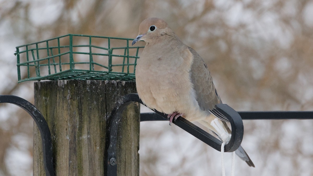 Mourning Dove - ML650634149