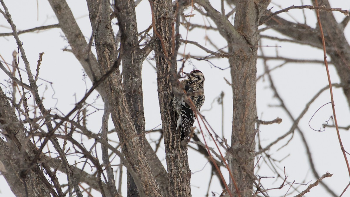 Yellow-bellied Sapsucker - ML650634156
