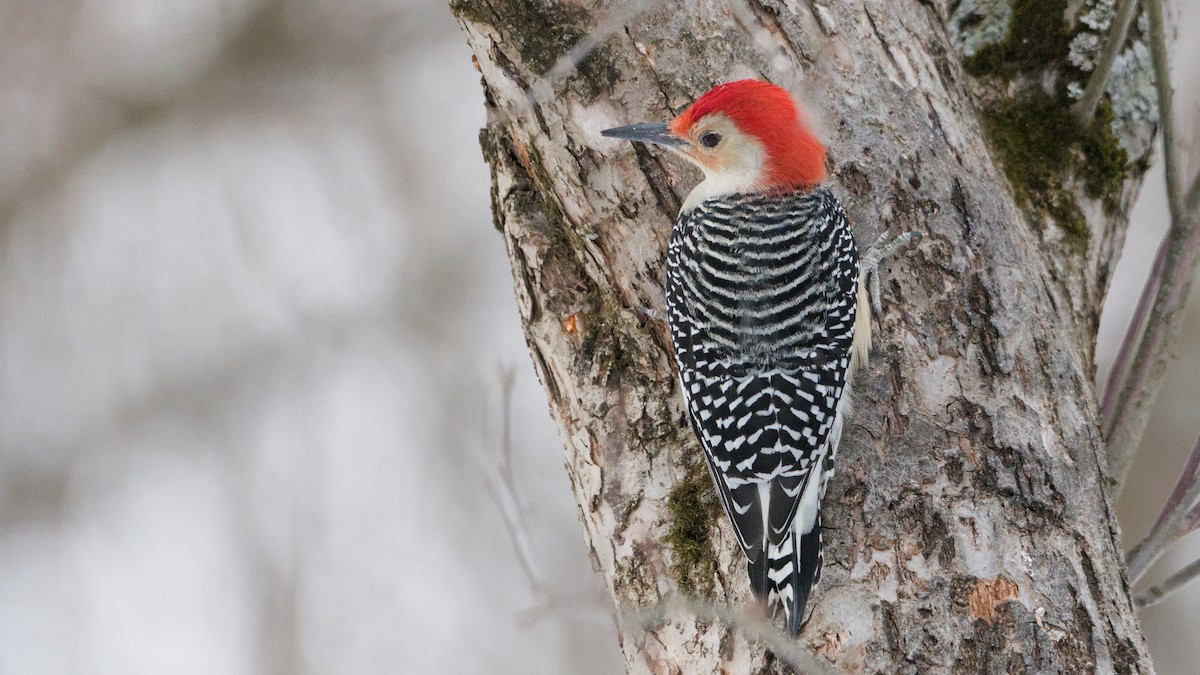Red-bellied Woodpecker - ML650634162