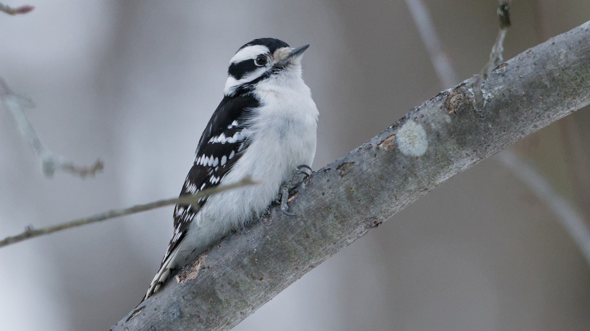 Downy Woodpecker - ML650634170