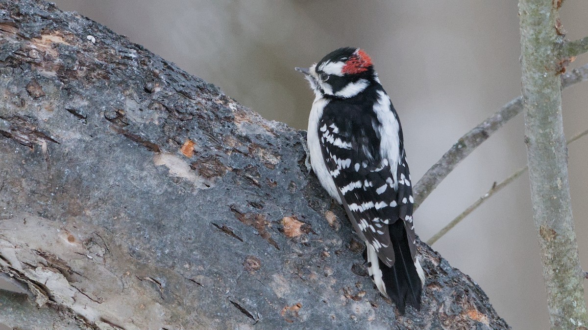 Downy Woodpecker - ML650634171