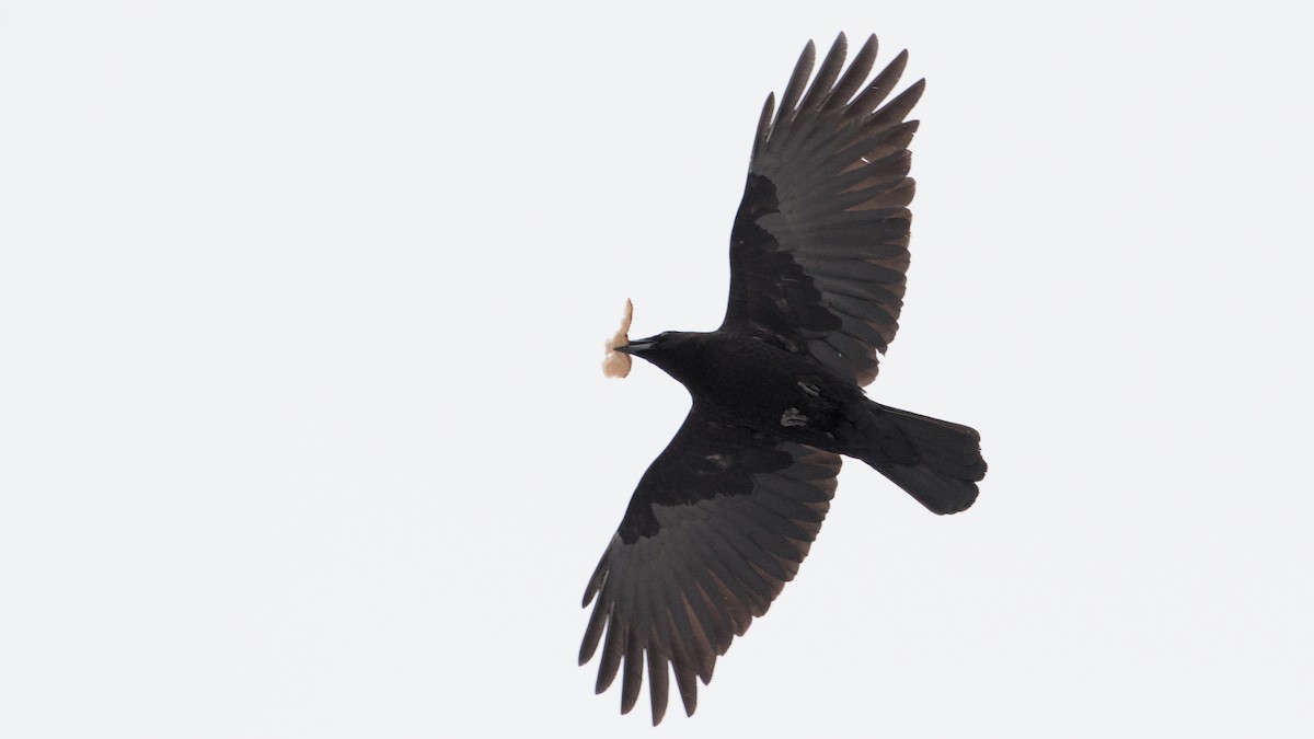 American Crow - ML650634178