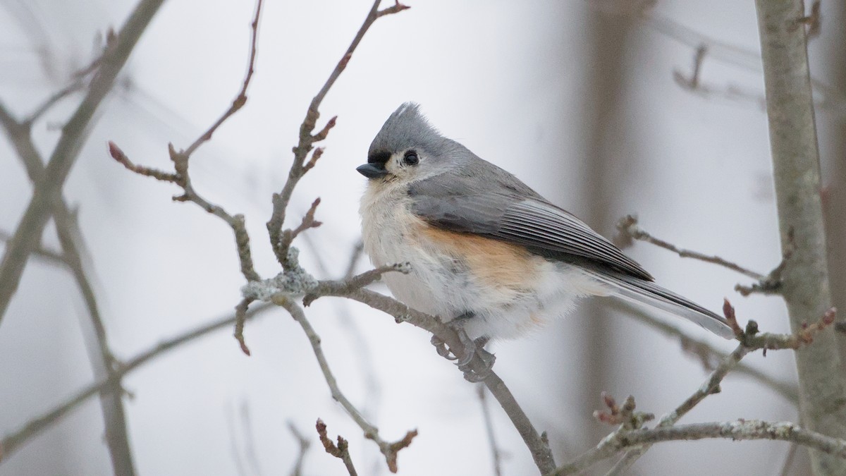 Tufted Titmouse - ML650634180