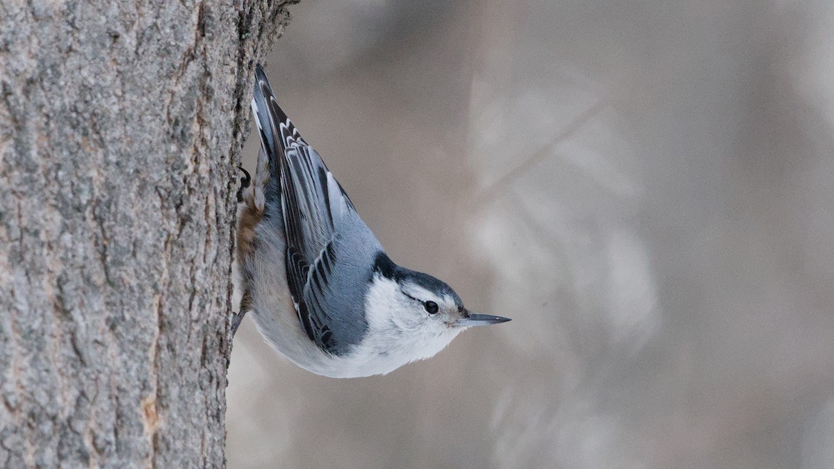 White-breasted Nuthatch - ML650634188