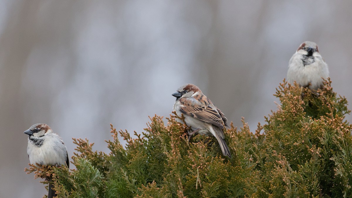 House Sparrow - ML650634190