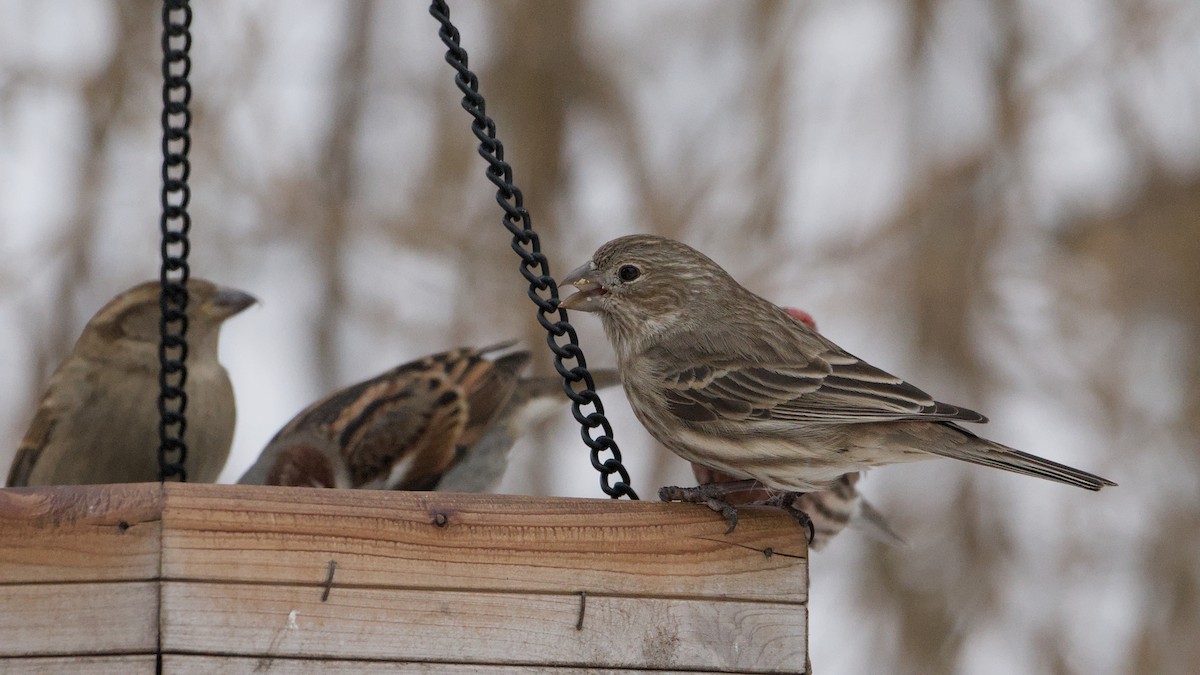 House Finch - ML650634203