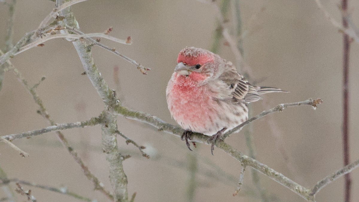 House Finch - ML650634204