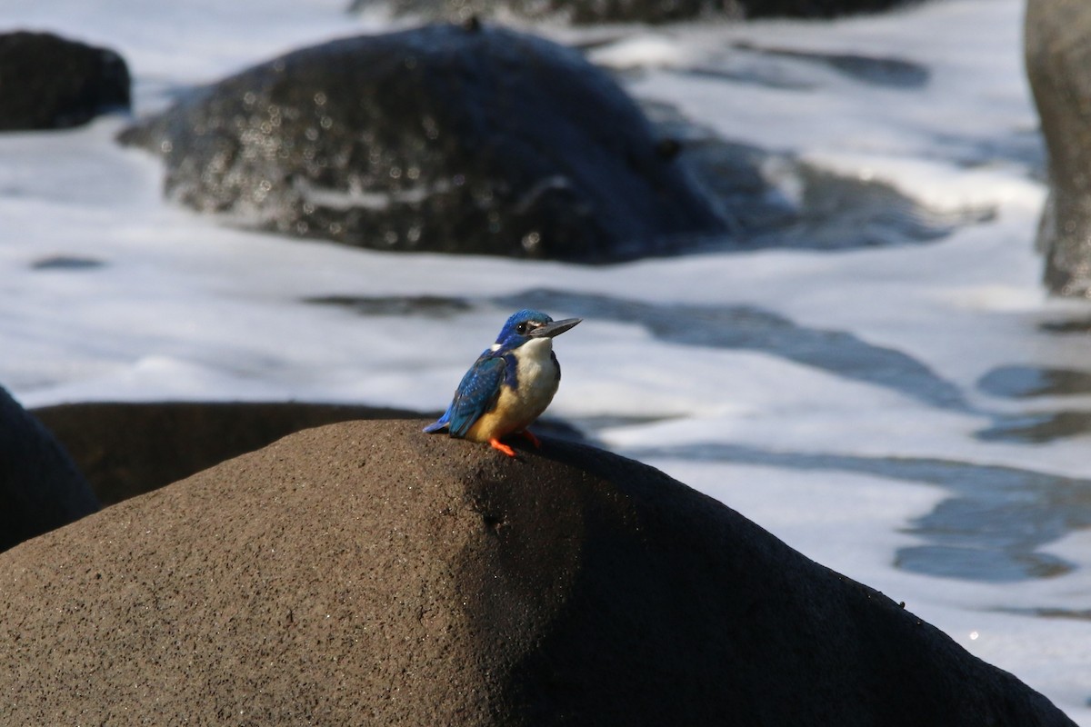 Half-collared Kingfisher - ML65063421