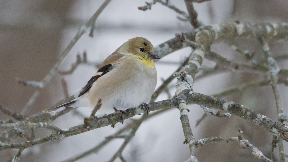 American Goldfinch - ML650634225
