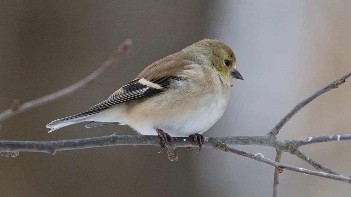 American Goldfinch - ML650634226
