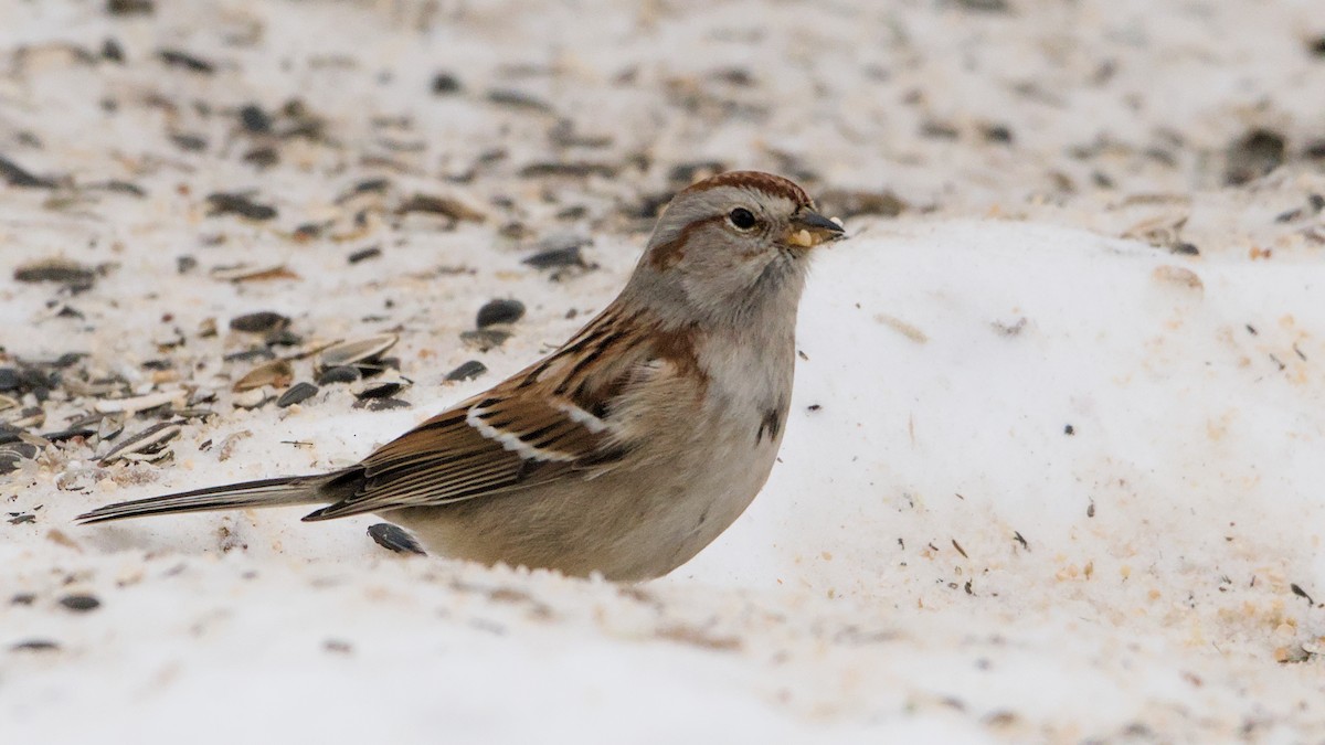 American Tree Sparrow - ML650634240