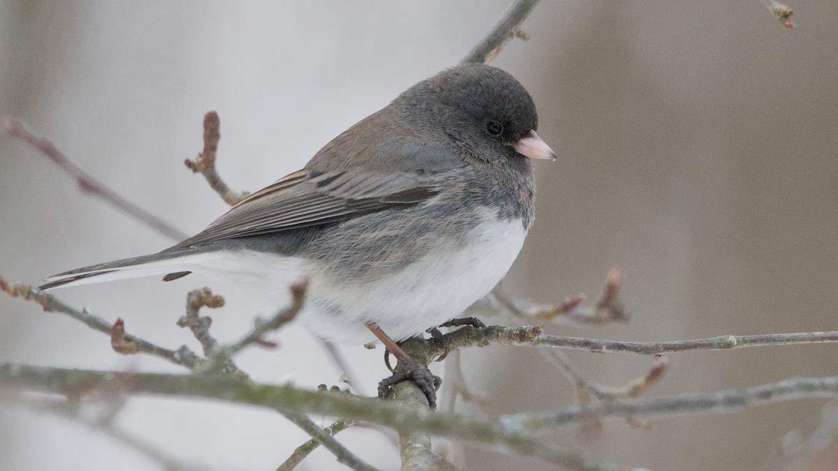 Dark-eyed Junco - ML650634254