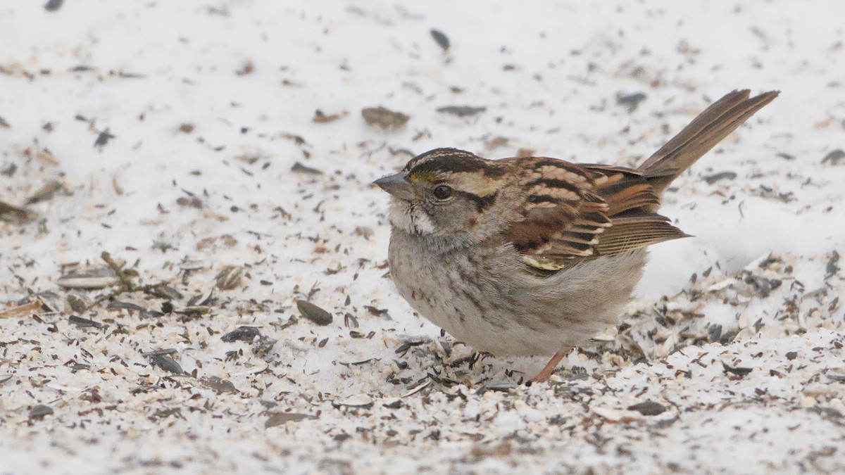 White-throated Sparrow - ML650634256