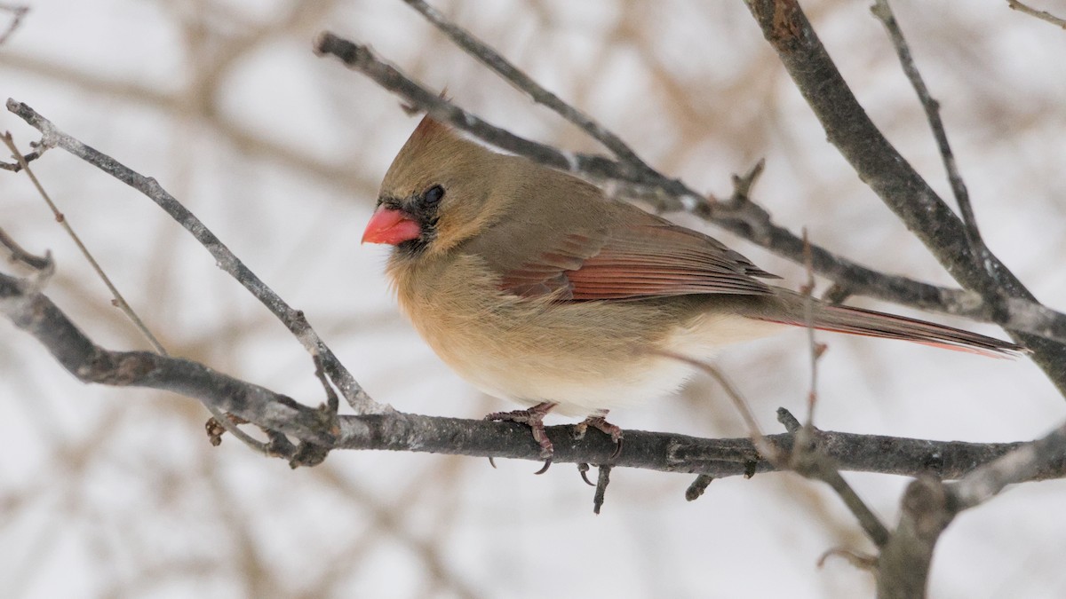 Northern Cardinal - ML650634264