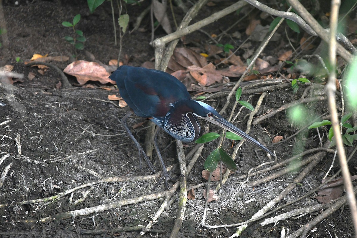 Speerreiher - ML650634351