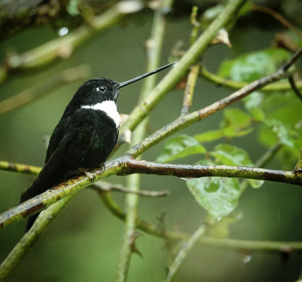 Collared Inca - ML650634369