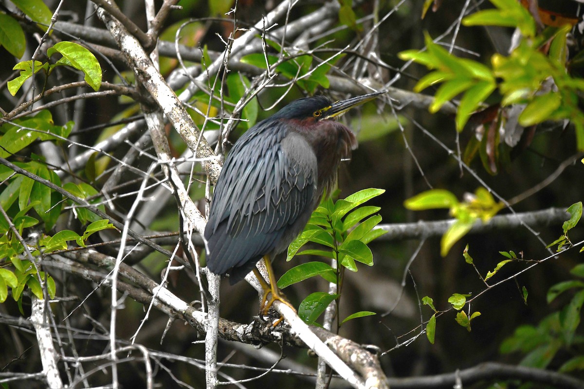 Grünreiher (virescens/bahamensis) - ML650634378