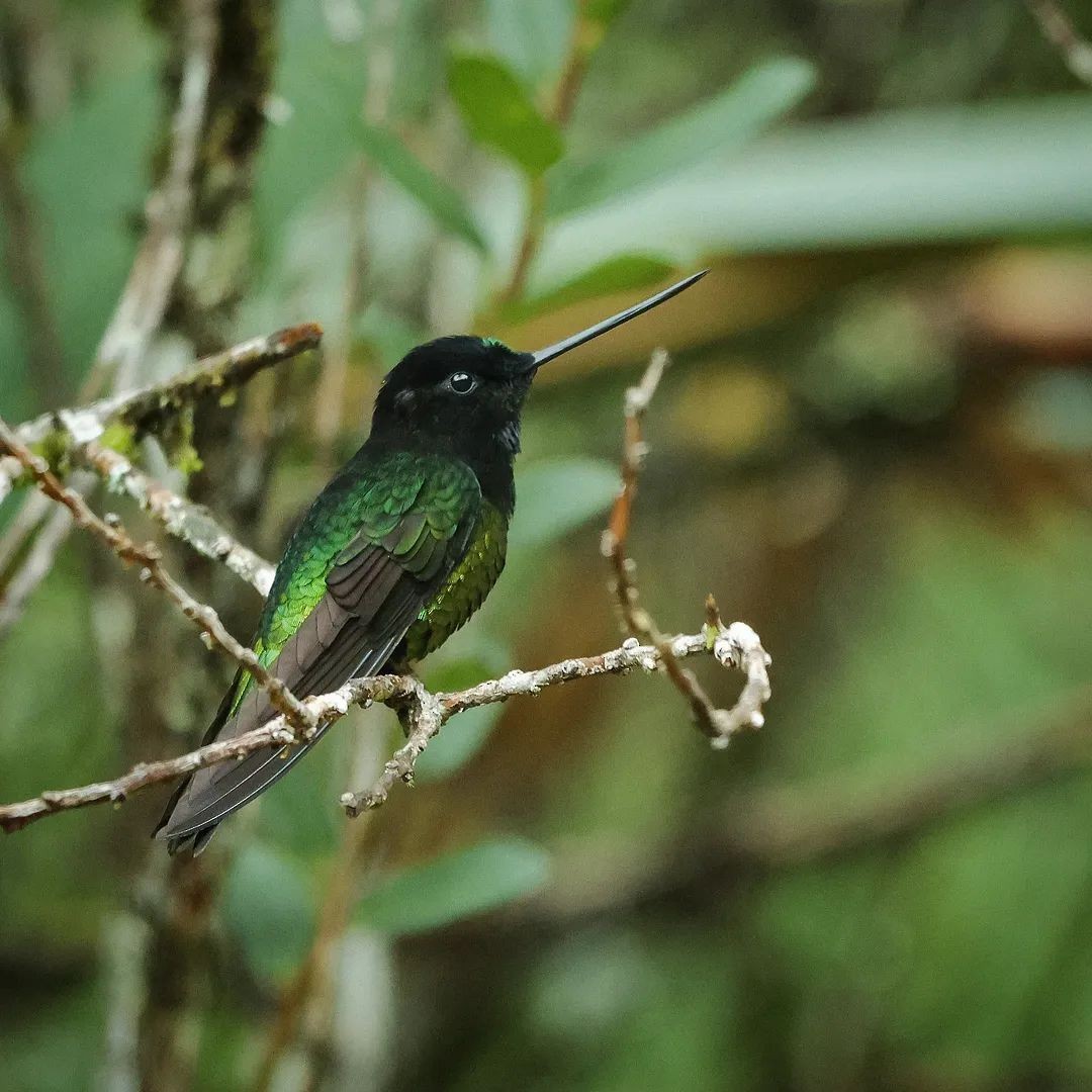 Dusky Starfrontlet - ML650634497