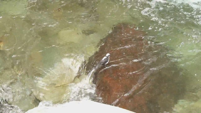 White-capped Dipper - ML650634530