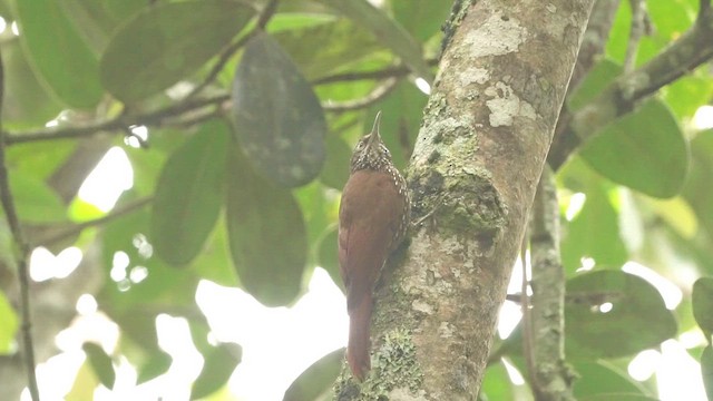 Montane Woodcreeper - ML650634591