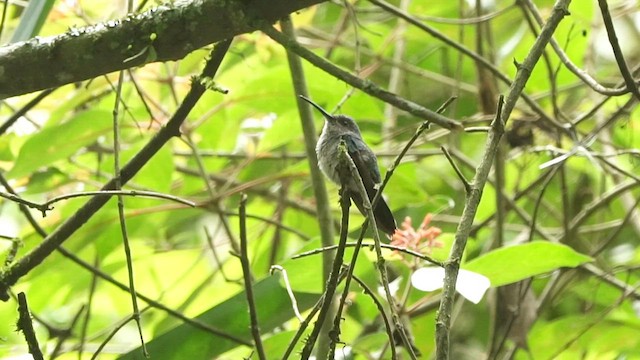 Crowned Woodnymph - ML650634619