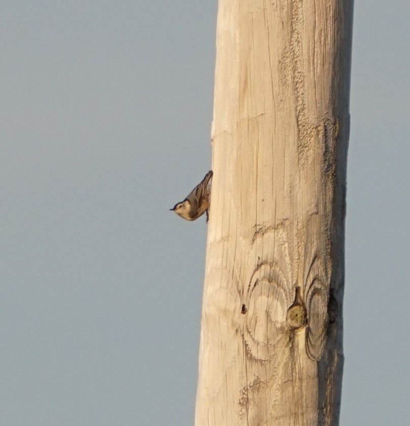 White-breasted Nuthatch - ML650634628