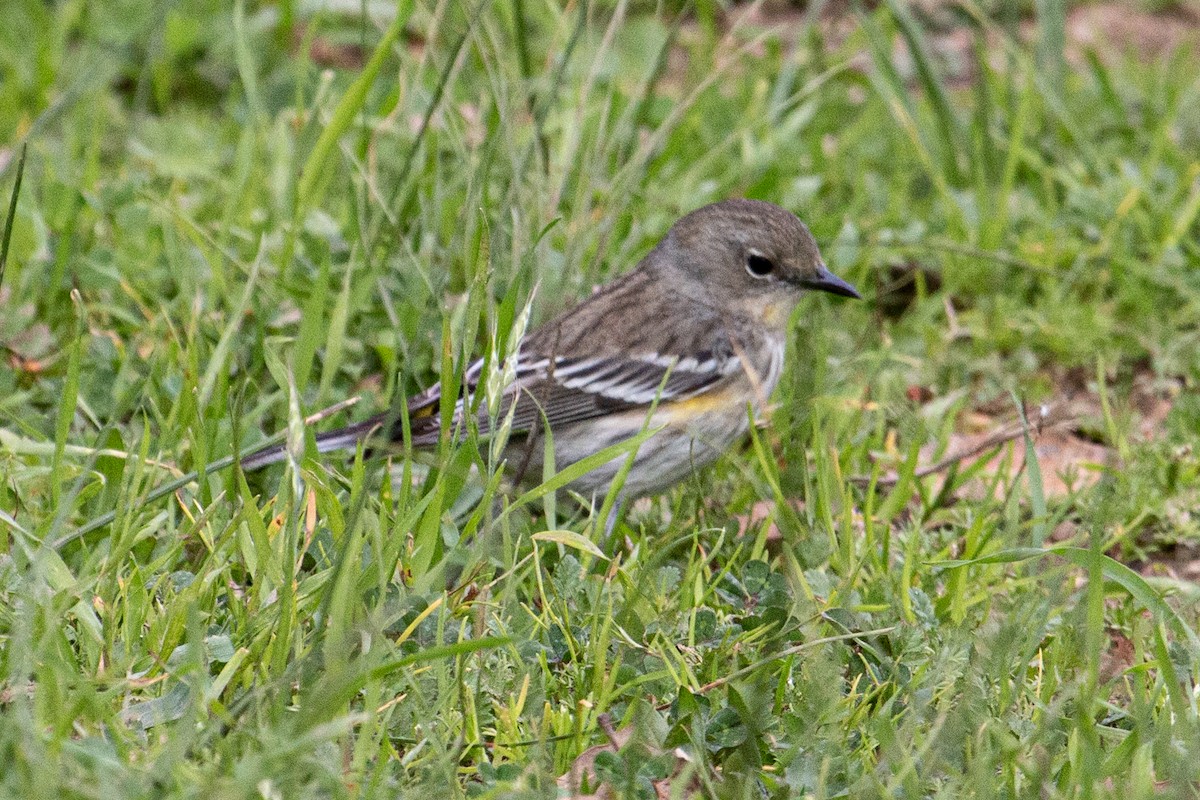 Yellow-rumped Warbler - ML650634633