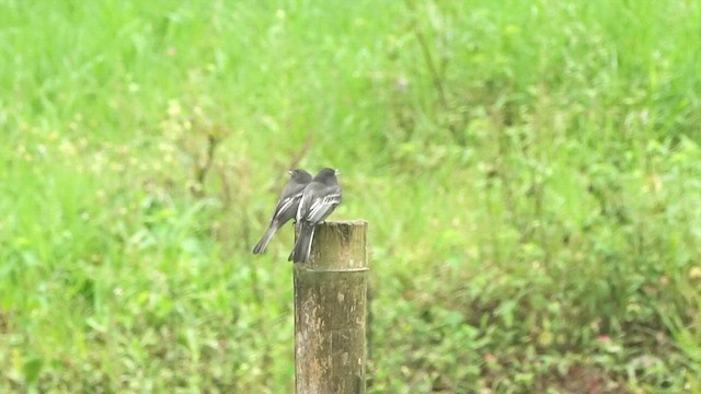 Black Phoebe - ML650634638