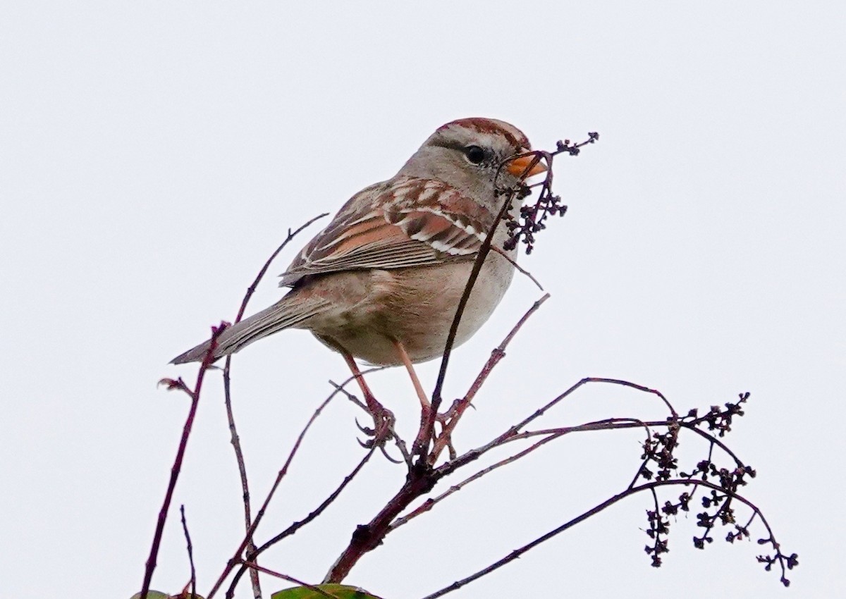 White-crowned Sparrow - ML650634661