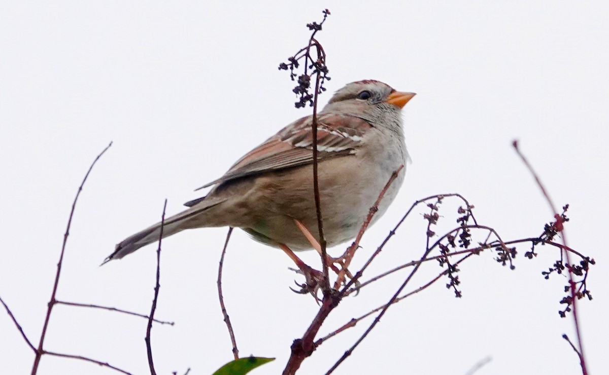 White-crowned Sparrow - ML650634662