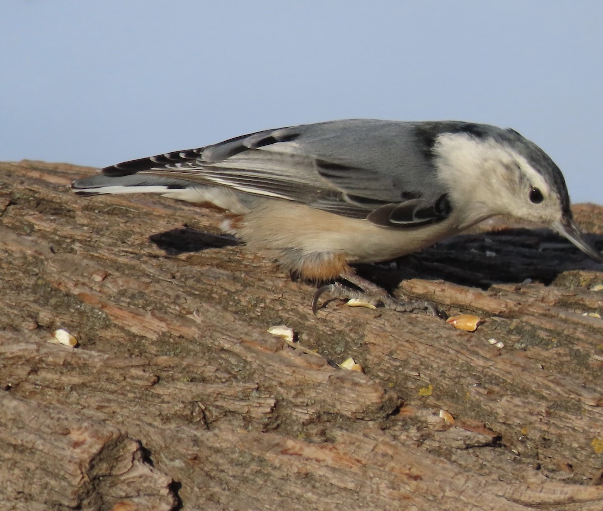 White-breasted Nuthatch - ML650634682
