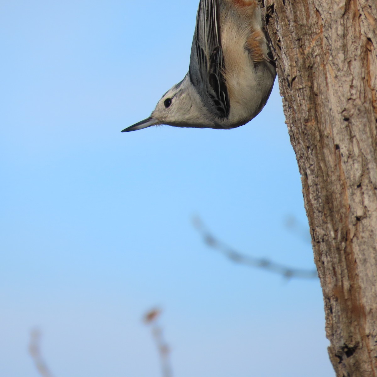 White-breasted Nuthatch - ML650634683
