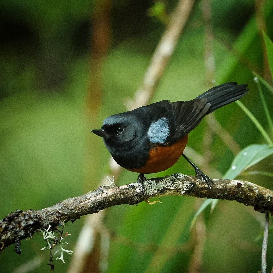 Chestnut-bellied Flowerpiercer - ML650634716