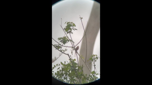 Striped Cuckoo - ML650634738