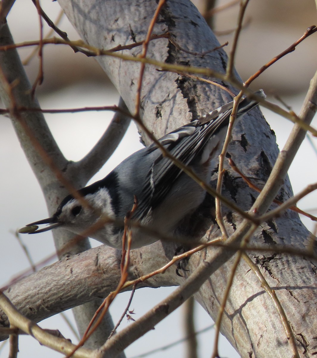 White-breasted Nuthatch - ML650634744
