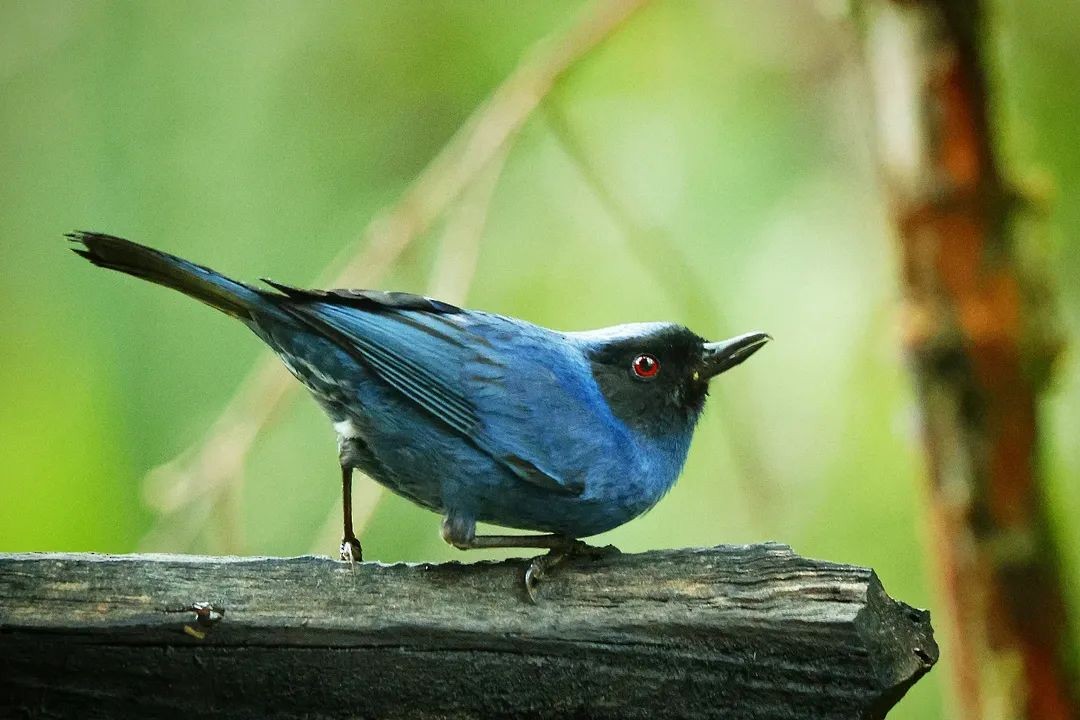 Masked Flowerpiercer - ML650634804