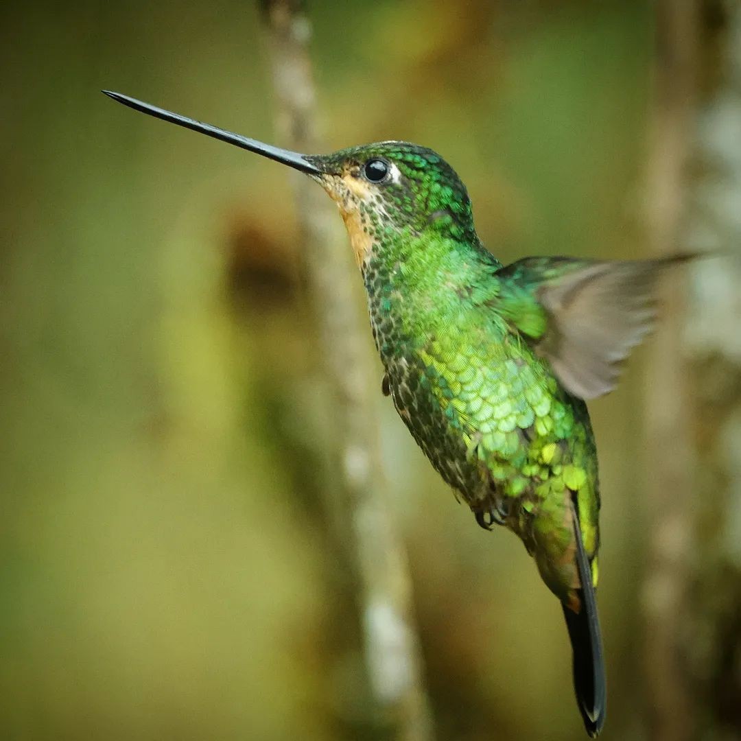 Dusky Starfrontlet - ML650634868