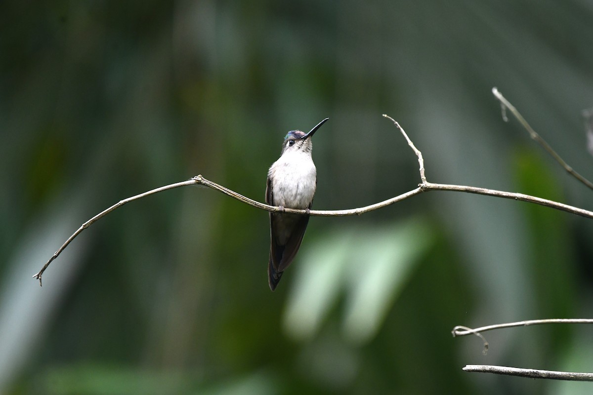 Wedge-tailed Sabrewing (Wedge-tailed) - ML650634943
