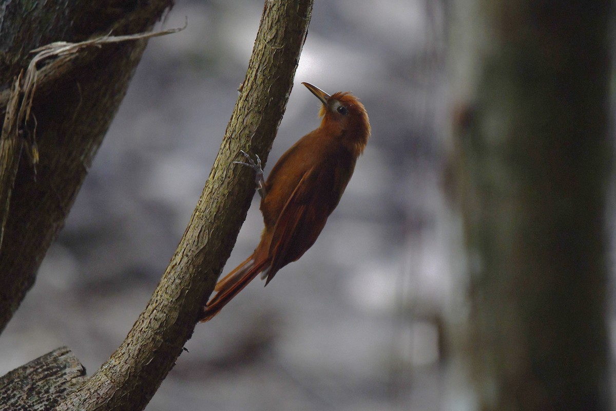 Rostkappen-Baumsteiger - ML650634949