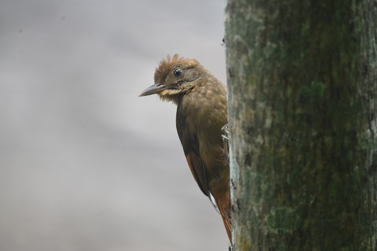 Hellschwingen-Baumsteiger - ML650634956