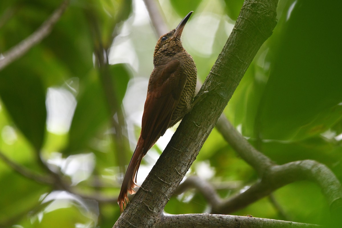 Mexiko-Bindenbaumsteiger - ML650635009