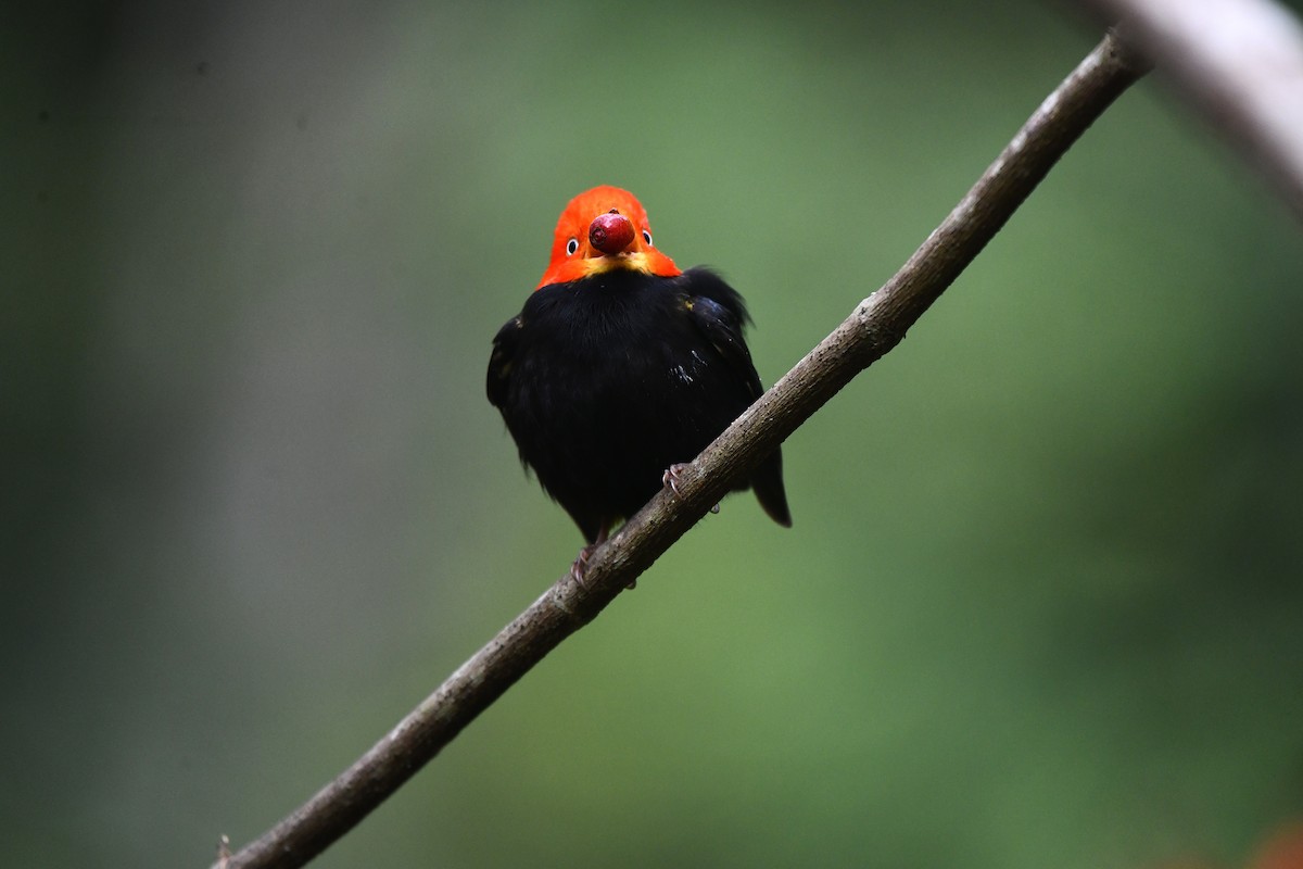 Gelbhosenpipra - ML650635027