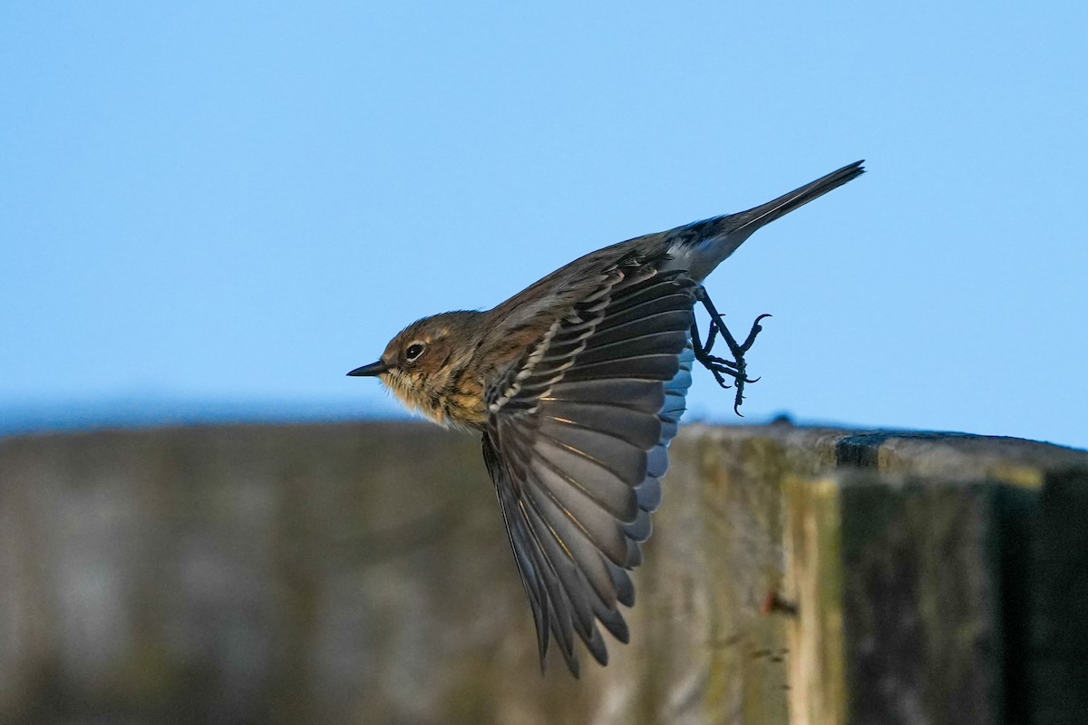 Yellow-rumped Warbler - ML650635093