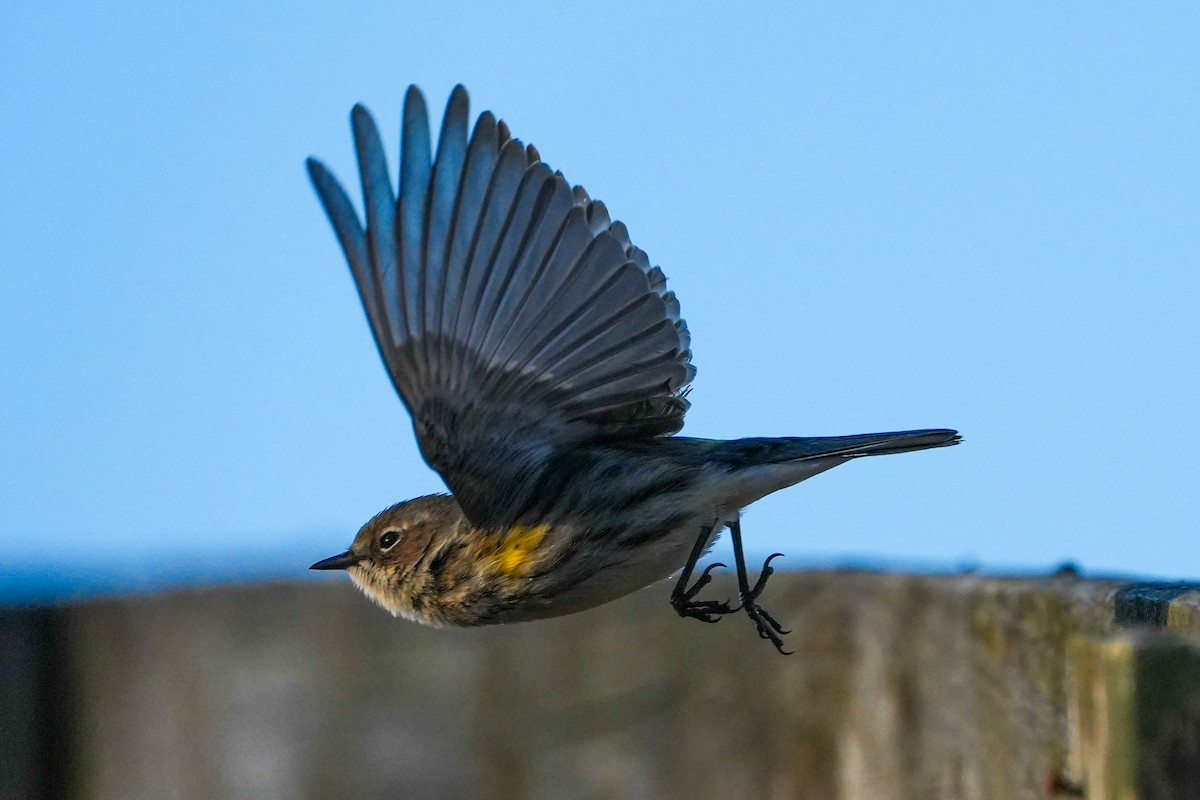 Yellow-rumped Warbler - ML650635096