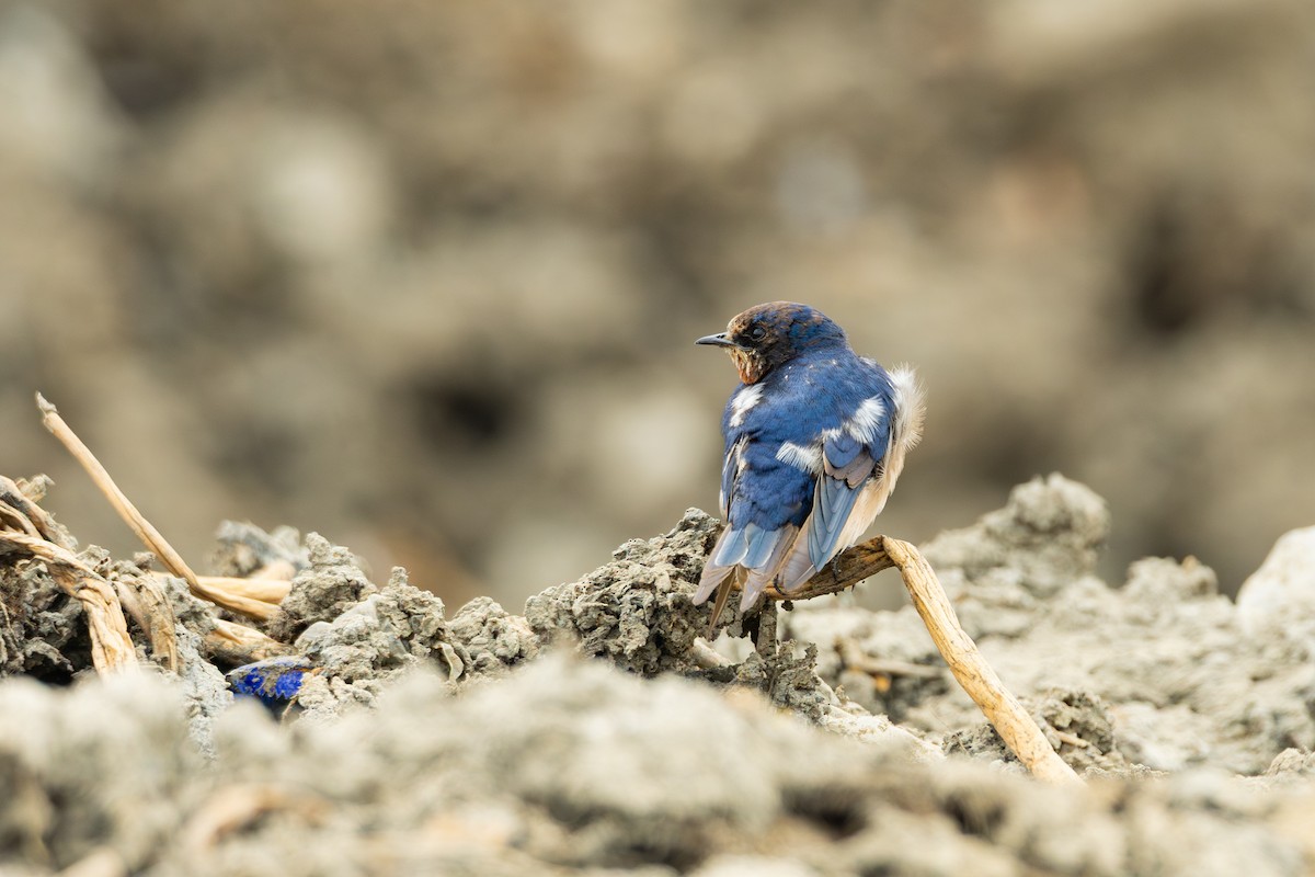 Golondrina Común - ML650635182