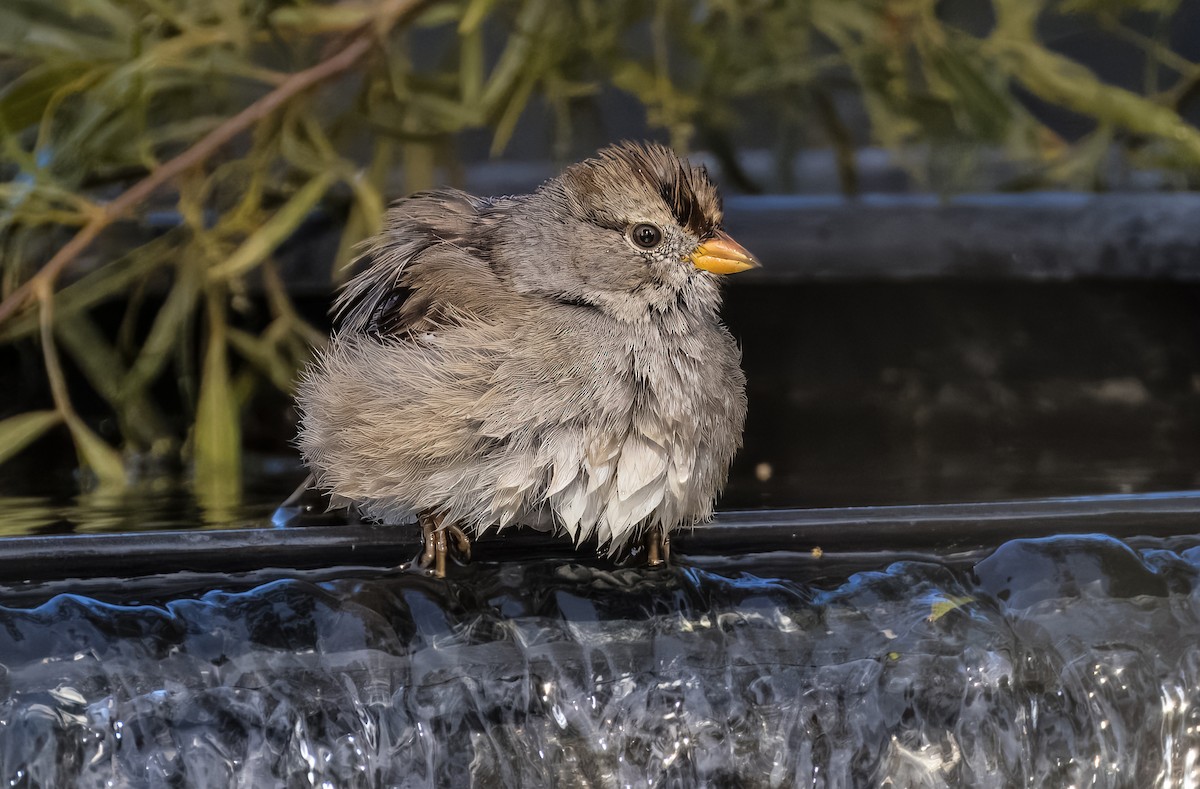 White-crowned Sparrow - ML650635190