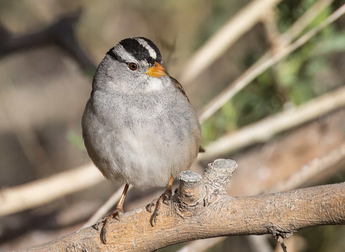 White-crowned Sparrow - ML650635192