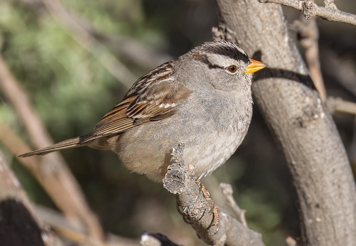 White-crowned Sparrow - ML650635193
